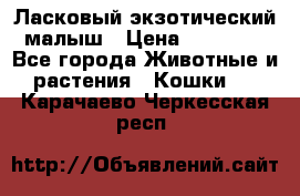 Ласковый экзотический малыш › Цена ­ 25 000 - Все города Животные и растения » Кошки   . Карачаево-Черкесская респ.